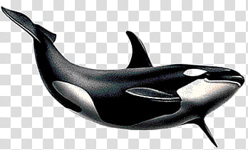 Killerwhale, killer whale transparent background PNG clipart