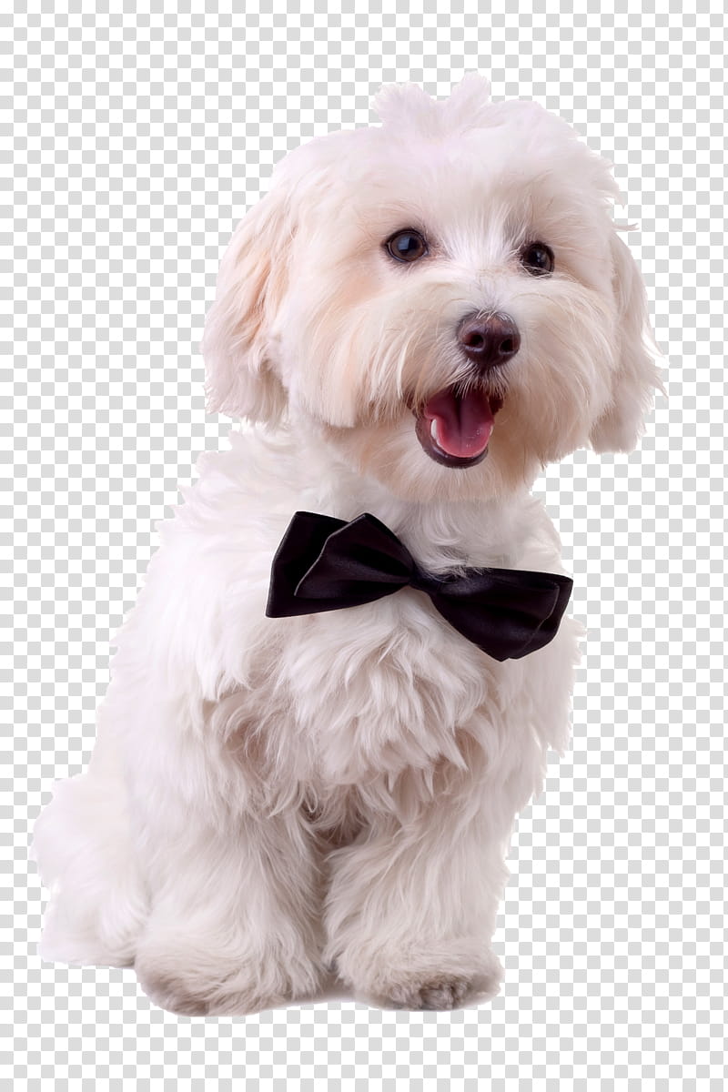 Cartoon Love Maltese Dog Bichon Frise Havanese Dog Maltepoo Puppy Companion Dog Coton De Tulear Transparent Background Png Clipart Hiclipart