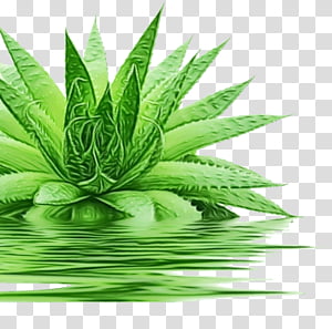 Aloe Vera Leaf, Watercolor, Paint, Wet Ink,  Forever Living Products, Gel, Skin, Moisturizer transparent background PNG clipart thumbnail