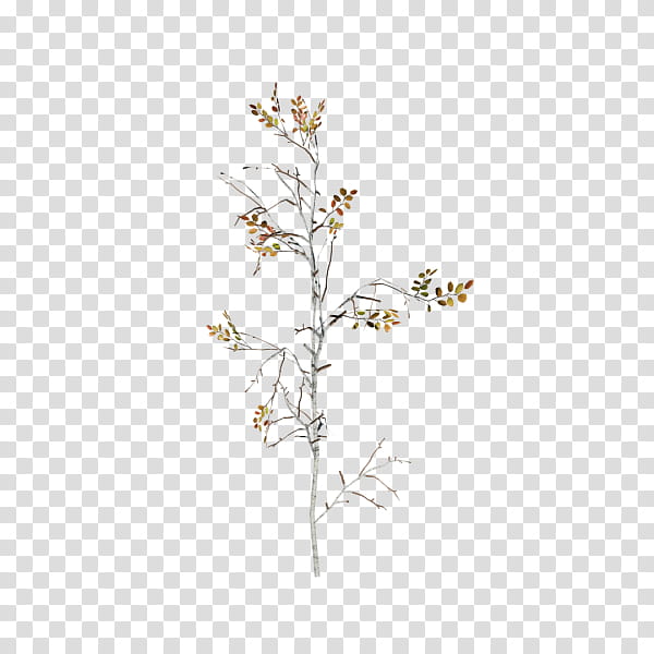 Winter Tree, Paper Birch, Twig, Plant Stem, Plants, North America, Species, Flower transparent background PNG clipart
