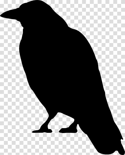 bird beak crow crow-like bird raven, Crowlike Bird, Silhouette, Wildlife transparent background PNG clipart