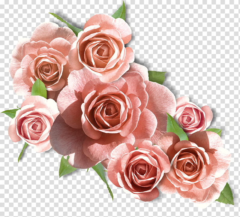 Pastel Floral, Pink, Garden Roses, Multiflora Rose, Flower, Rose Family, Blue Rose, Cut Flowers transparent background PNG clipart
