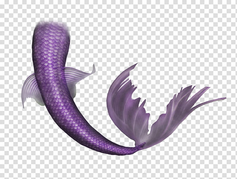 purple fishtail transparent background PNG clipart