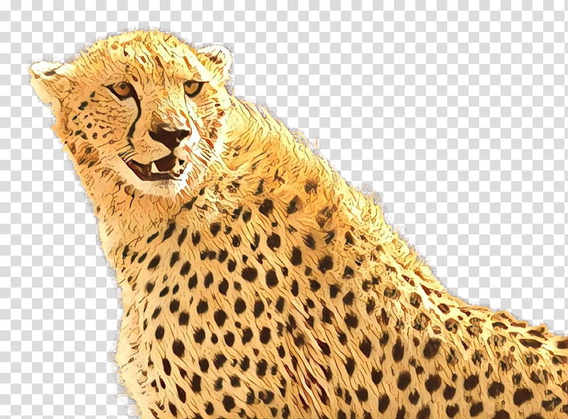 Cats, Tiger, Cheetah, Animal, Lion, White Tiger, Desktop Environment, Widescreen transparent background PNG clipart