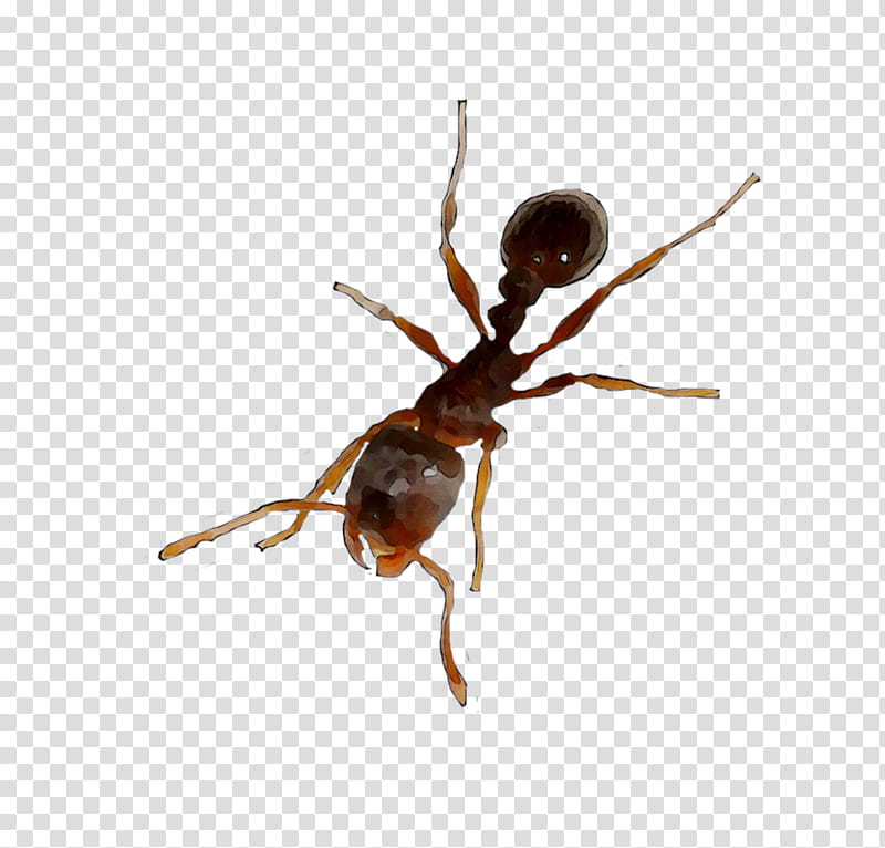 Ant, Insect, Membrane, Pest, Carpenter Ant, Membranewinged Insect, Parasite transparent background PNG clipart