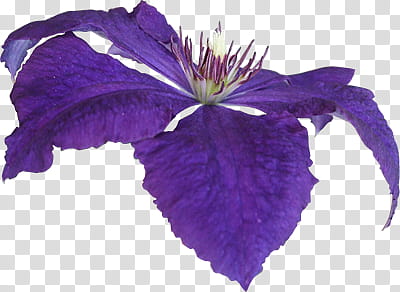 Render set  clematis flower, purple petaled flower transparent background PNG clipart