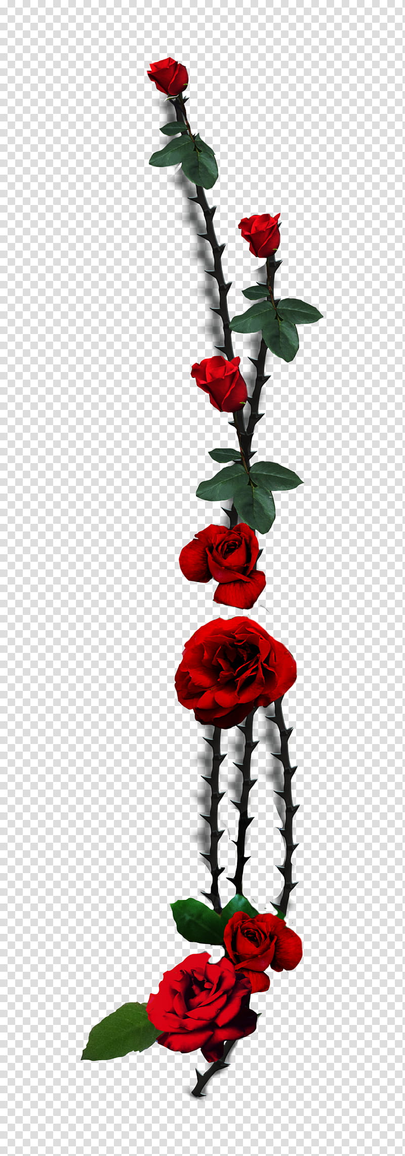 red rose vine clip art