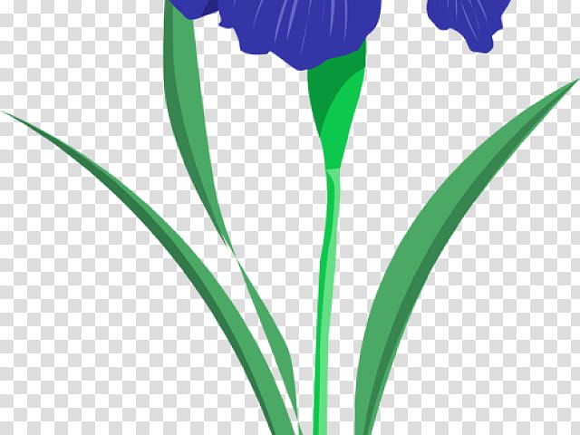 Blue Iris Flower, Drawing, Northern Blue Flag, Siberian Iris, Iris Sanguinea, Floral Design, Iris Flower Data Set, Iris Family transparent background PNG clipart