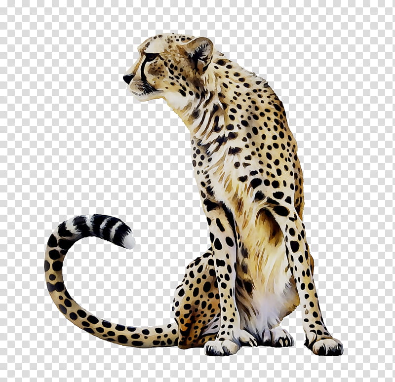 Cats, Cheetah, Leopard, Jaguar, Ocelot, Tile, Ceramic, Production transparent background PNG clipart