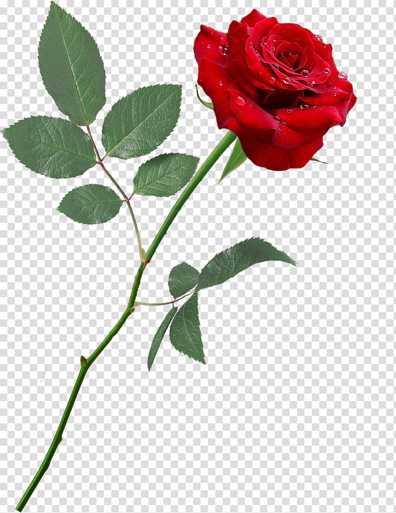 rose, red rose transparent background PNG clipart