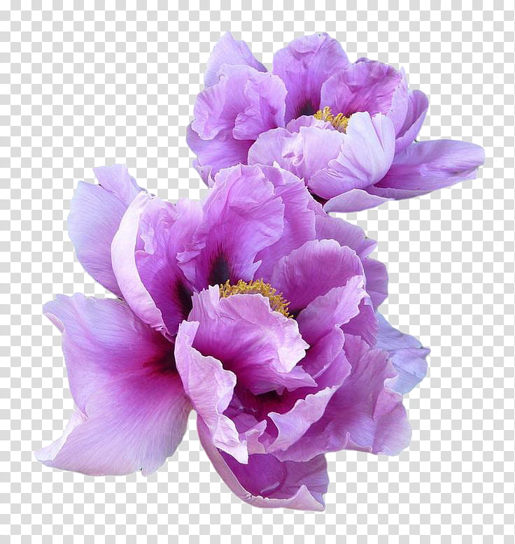Lilac s, purple petaled flowers transparent background PNG clipart