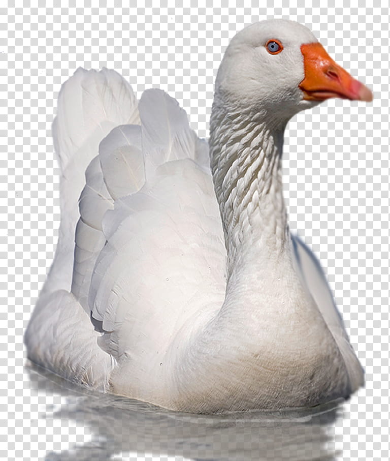 ducks geese, white duck on water illustration transparent background PNG clipart