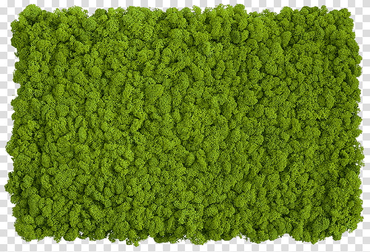Green Grass, Reindeer Lichen, Moss, Wall, Bryophyte, Iceland Moss, Spanish Moss, Yagel transparent background PNG clipart