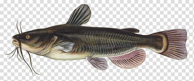 Fishing, Brown Bullhead, Black Bullhead, Yellow Bullhead, Catfish, Channel Catfish, Animal, Ictalurus transparent background PNG clipart