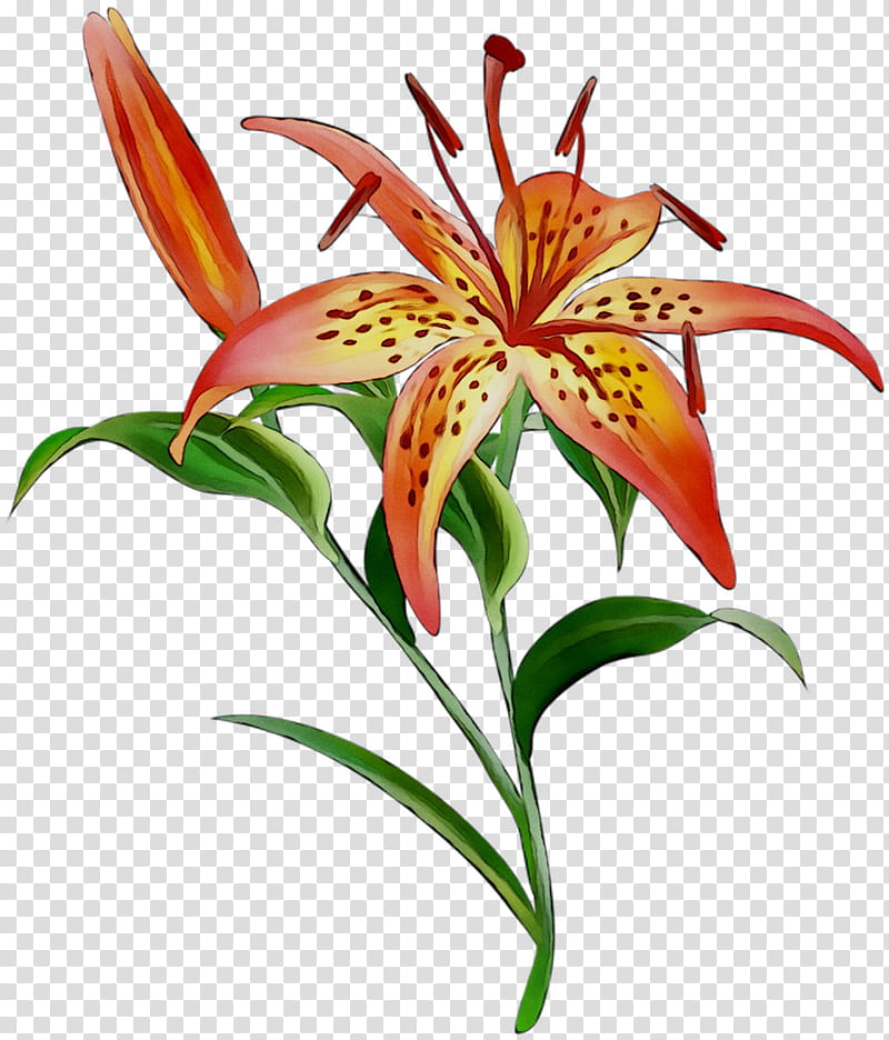 bouquet of flowers drawing orange lily fleurdelis flower bouquet cut flowers tiger lily yellow canada lily plant png clipart