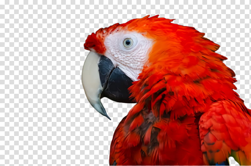 Colorful, Parrot, Bird, Exotic Bird, Tropical Bird, Macaw, Animal, Scarlet Macaw transparent background PNG clipart