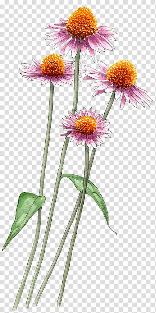 Flower Purple, Common Daisy, Daisy Family, Aster, Plants, Oxeye Daisy, Berkeley Horticultural Nursery, Purple Coneflower transparent background PNG clipart