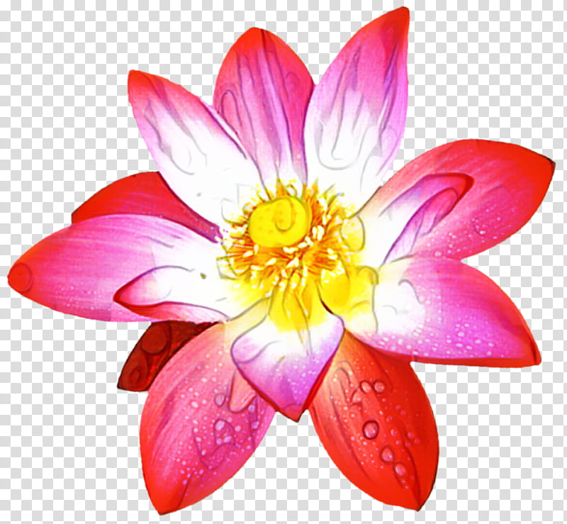 Pink Flower, Nymphaea Nelumbo, Pink M, Dahlia, Annual Plant, Lotusm, Plants, Petal transparent background PNG clipart