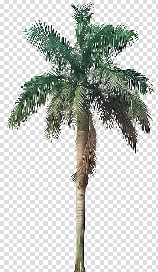 Palm tree, Plant, Arecales, Roystonea, Desert Palm, Woody Plant, Elaeis, Borassus Flabellifer transparent background PNG clipart