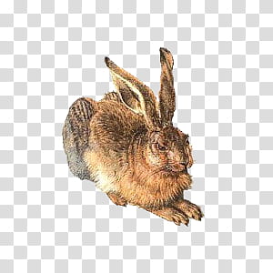 cute animals II, brown hare illustration transparent background PNG clipart