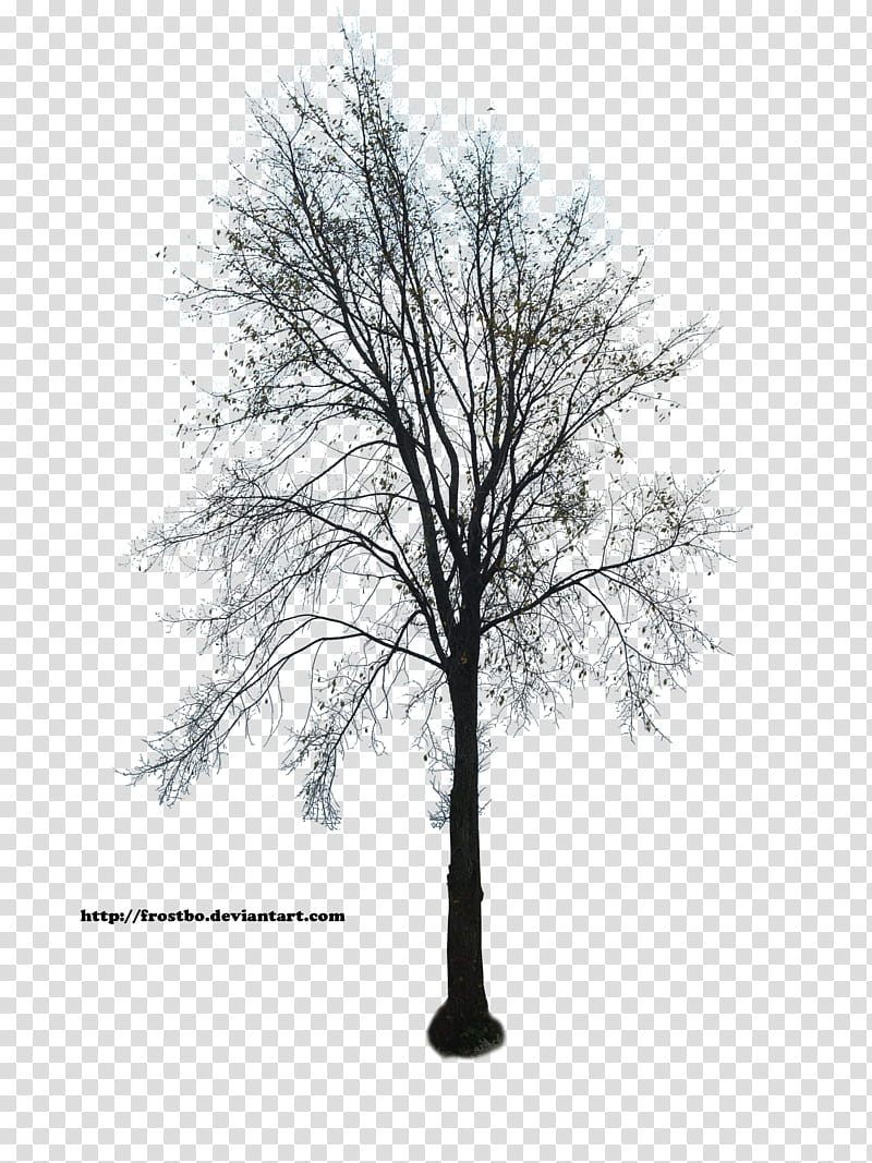 Tree  , black and white withered tree illustration transparent background PNG clipart