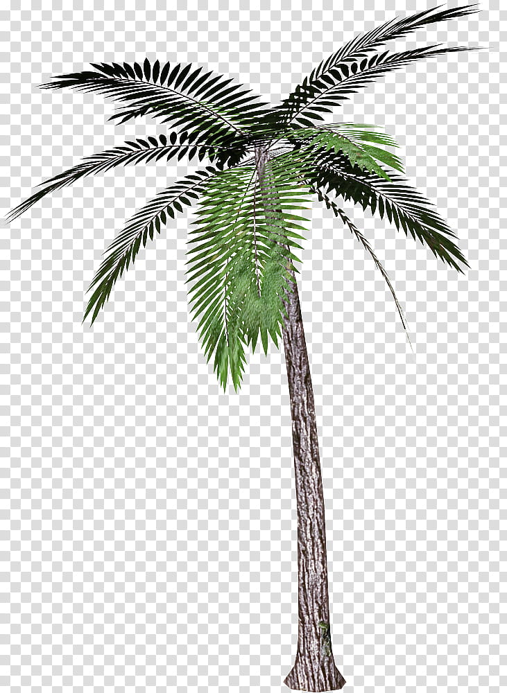 Palm tree, Plant, Arecales, Coconut, Woody Plant, Elaeis, Date Palm, Leaf transparent background PNG clipart