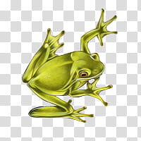 drawing of a green frog transparent background PNG clipart