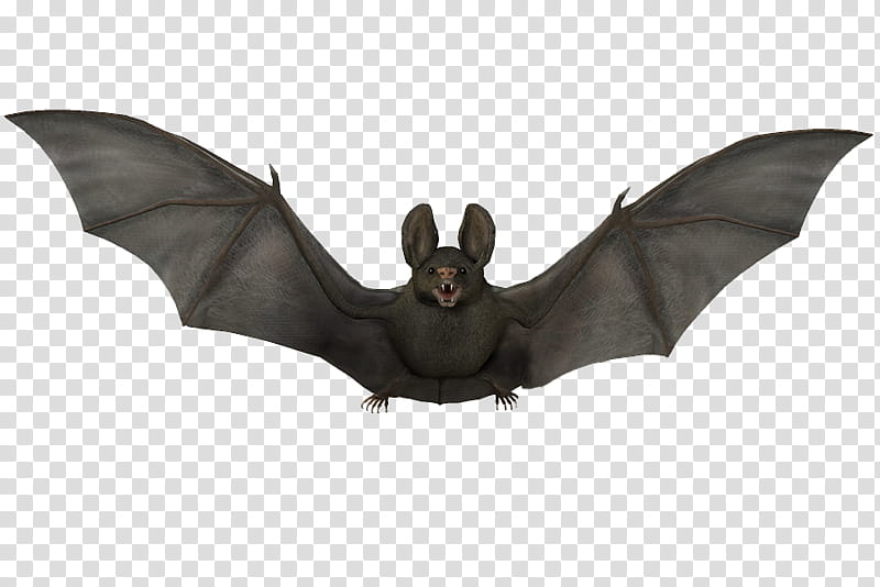 E S Bats , black bat flying illustration transparent background PNG clipart