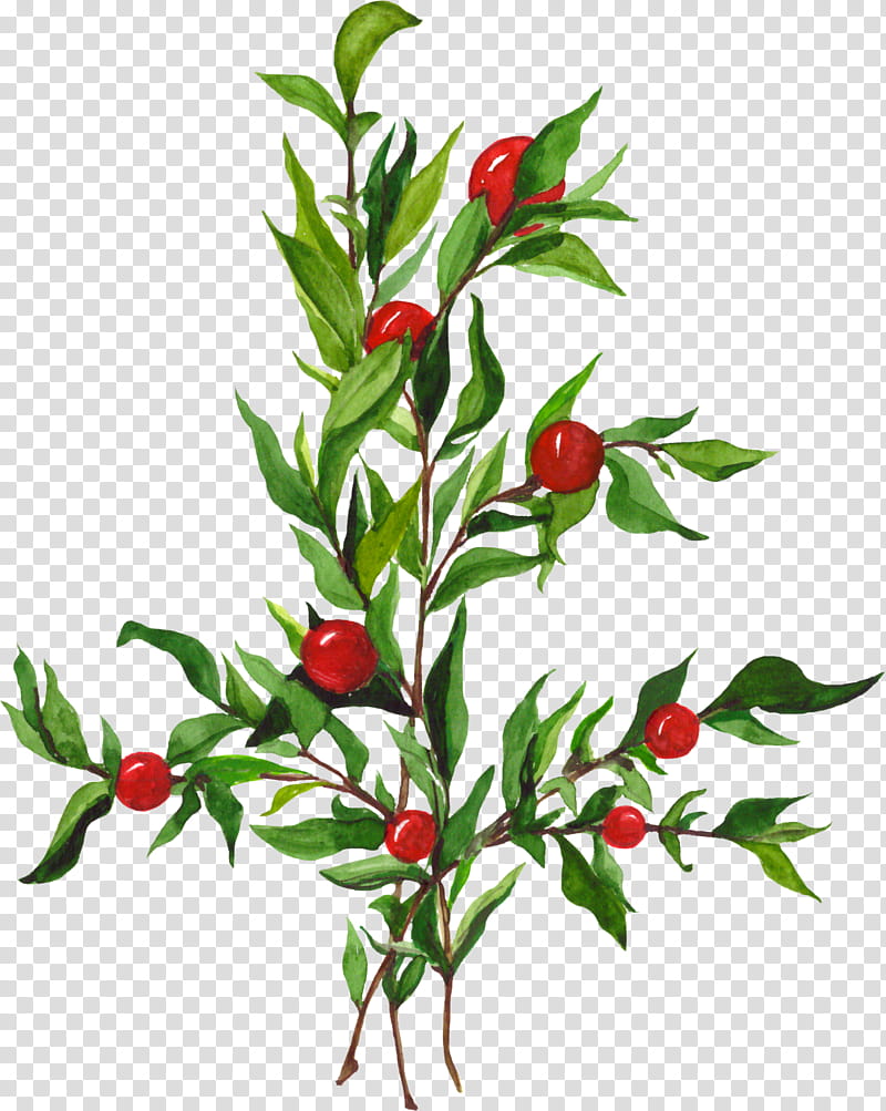 Watercolor Flower, Birds Eye Chili, Watercolor Painting, Tabasco Pepper, Watercolor Flowers, Plants, Drawing, Chili Pepper transparent background PNG clipart