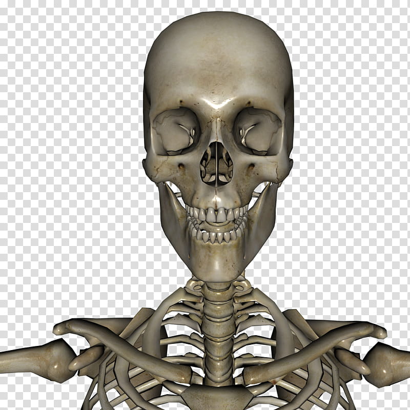 Skeleton Self Portrait, human skeleton transparent background PNG clipart