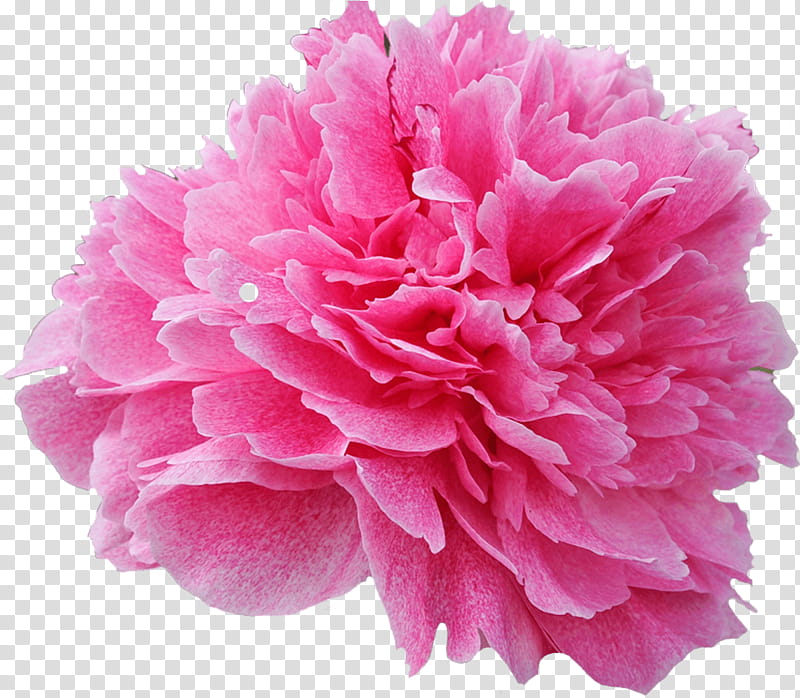 pink flower petal common peony plant, Cut Flowers, Carnation, Flowering Plant, Chinese Peony transparent background PNG clipart