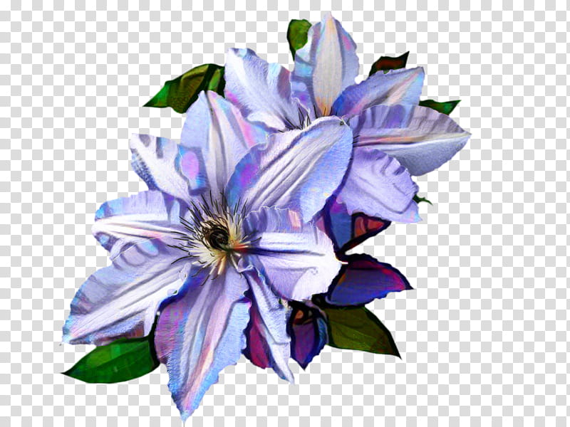 Flower Vine, Leather Flower, Lilac, Blue, Petal, Violet, Mauve, Wildflower transparent background PNG clipart