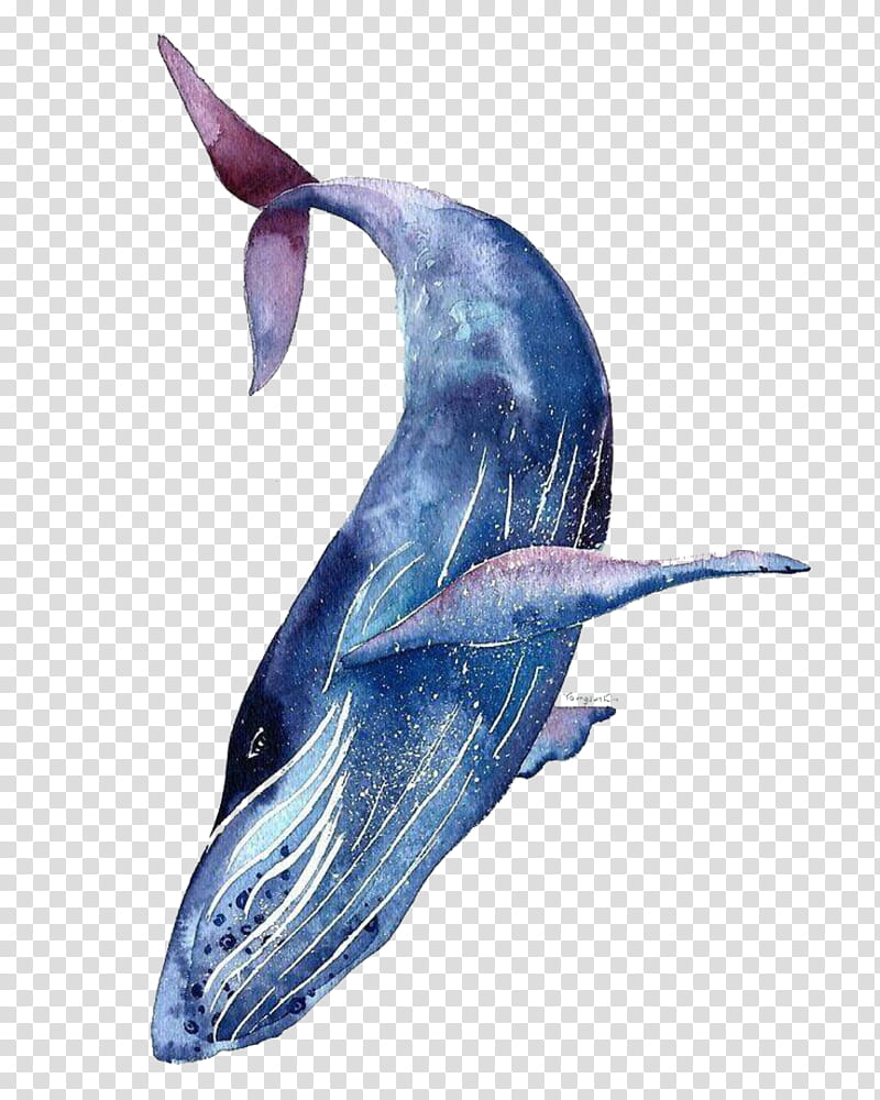 Animals, Watercolor Animals, Watercolor Painting, Blue Whale, Whales, Drawing, Humpback Whale, Baleen Whale transparent background PNG clipart