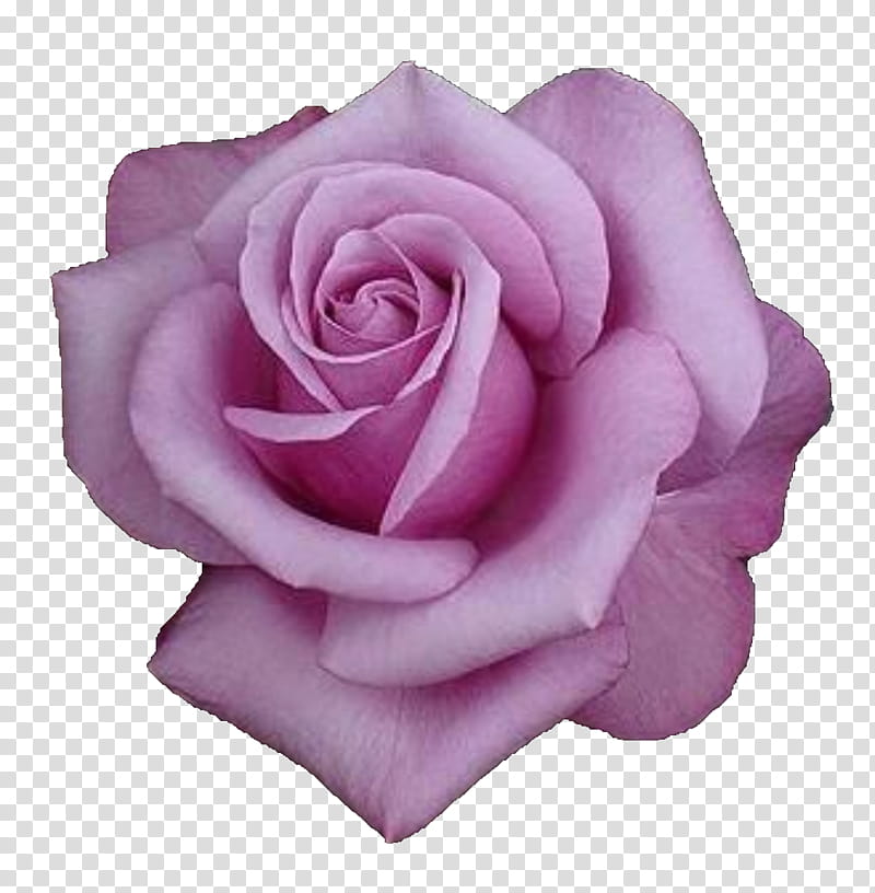 Flowers, Garden Roses, Hybrid Tea Rose, Cabbage Rose, Floribunda, Pink, Rosa Double Delight, Dogrose transparent background PNG clipart