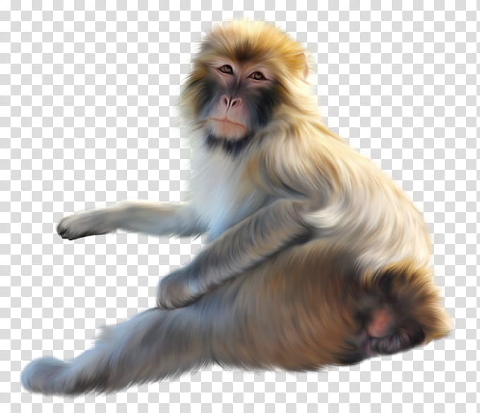 Lion Drawing, Monkey, Old World Monkeys, Mandrill, Animal, Hamadryas Baboon, Yellow Baboon, Gray Langur transparent background PNG clipart