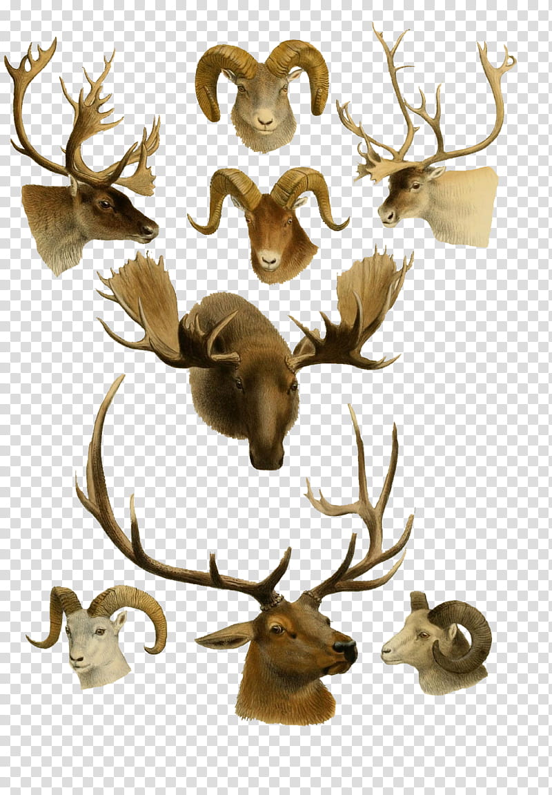 Vintage AnimalHeads transparent background PNG clipart