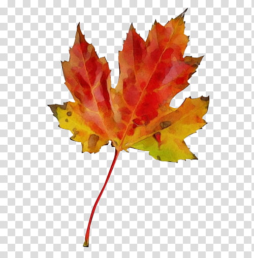 Autumn Leaves Watercolor, Paint, Wet Ink, Maple Leaf, Green, Autumn Leaf Color, Plants, Frames transparent background PNG clipart