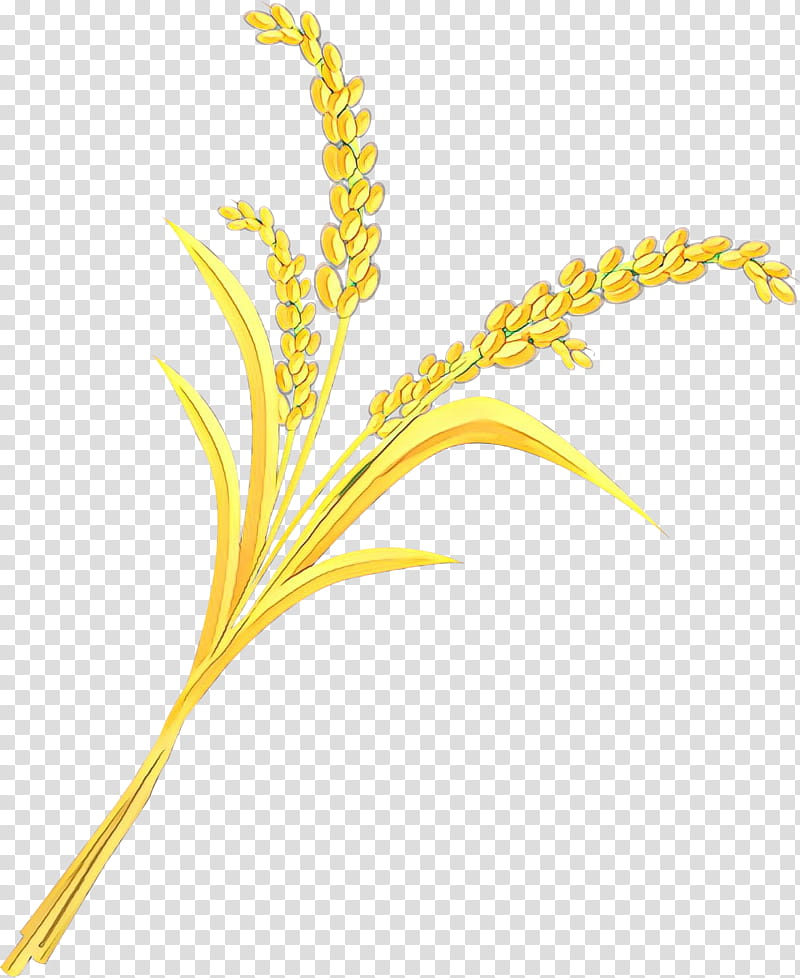 Flower Stem, Rice, Cereal, Emmer, Grain, Grasses, Barley, Wheat transparent background PNG clipart
