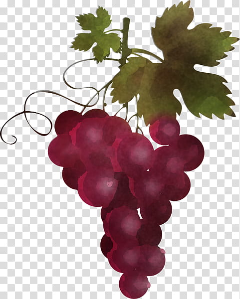grape grape leaves seedless fruit grapevine family vitis, Plant, Leaf, Flower transparent background PNG clipart