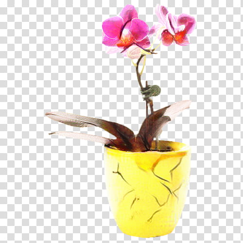 Flowers, Moth Orchids, Plants, Floristry, Vase, Petal, Leaf, Boat Orchid transparent background PNG clipart