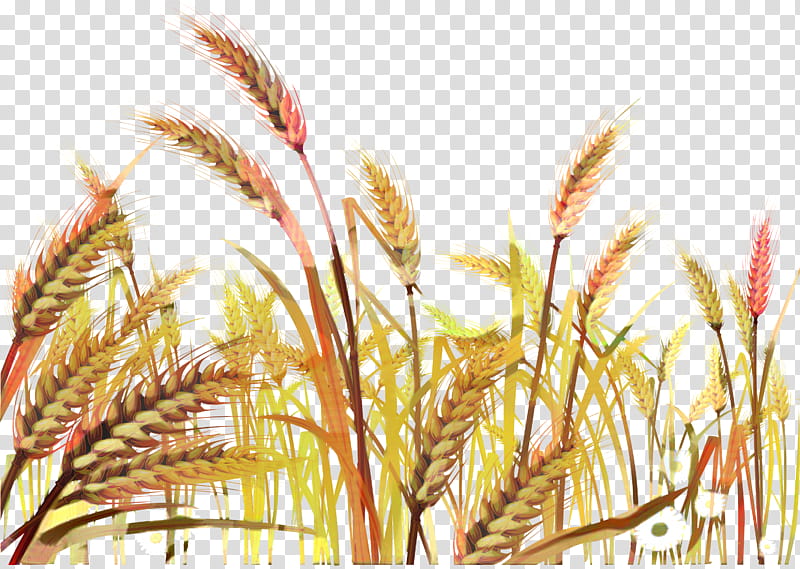 Drawing Of Family, Wheat, Ear, Wheat Field, Cereal, Barley, Crop, Agriculture transparent background PNG clipart