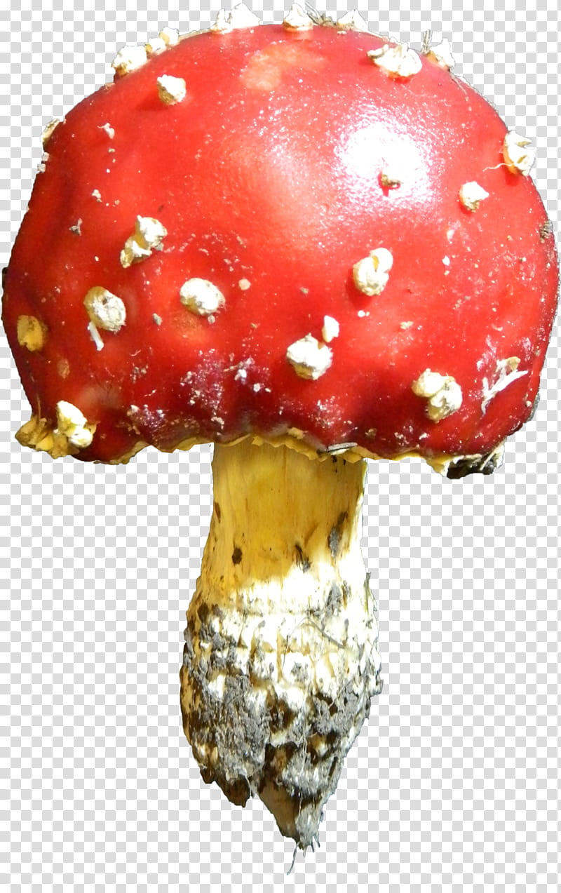 Toadstool b, red and white mushroom transparent background PNG clipart