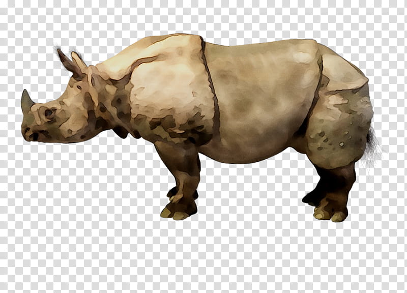 Animal, Rhinoceros, Cattle, Snout, White Rhinoceros, Black Rhinoceros, Indian Rhinoceros, Animal Figure transparent background PNG clipart