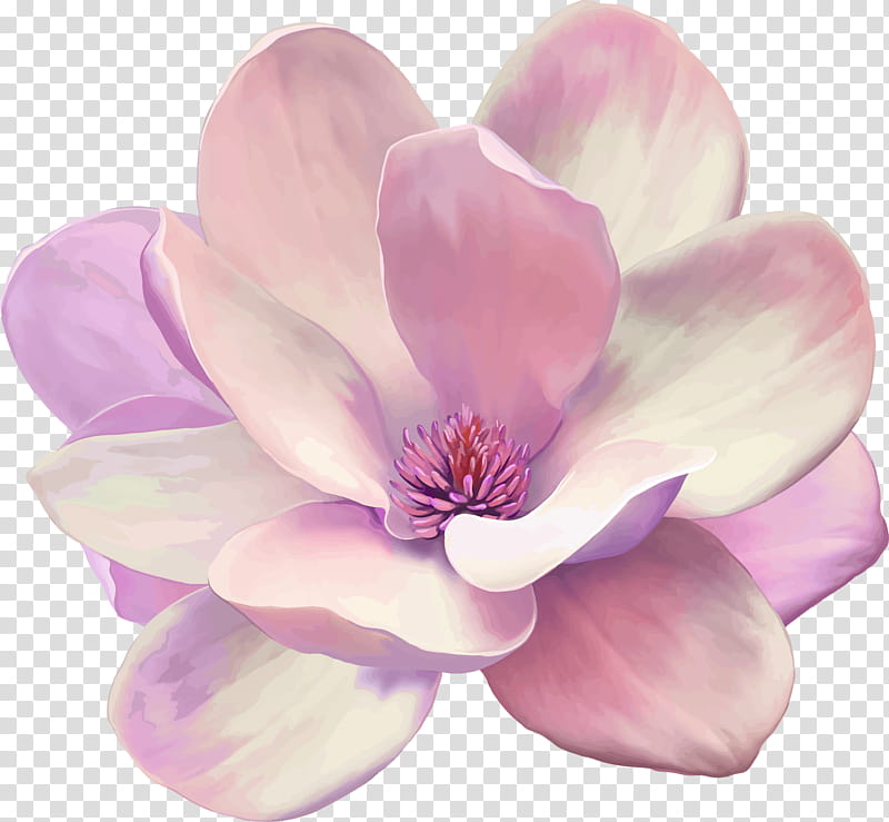 Pink Flower, Painting, Magnolia, Oil Painting, Canvas Print, Artist, Modern Art, Petal transparent background PNG clipart