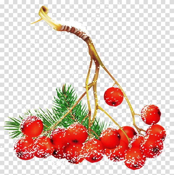 Christmas Berries, Christmas Day, Food, Mistletoe, Common Holly, Juniper Berry, Royaltyfree, Brazilian Peppertree transparent background PNG clipart