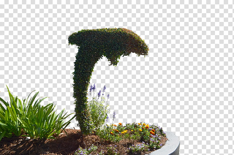 Dolphin Bush Single Topiary  transparent background PNG clipart