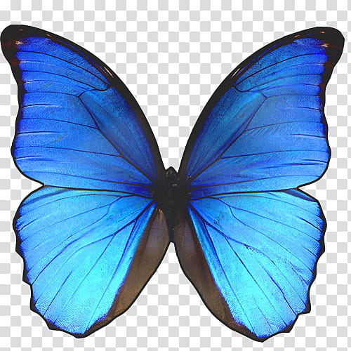 Mariposas, blue and black butterfly transparent background PNG clipart
