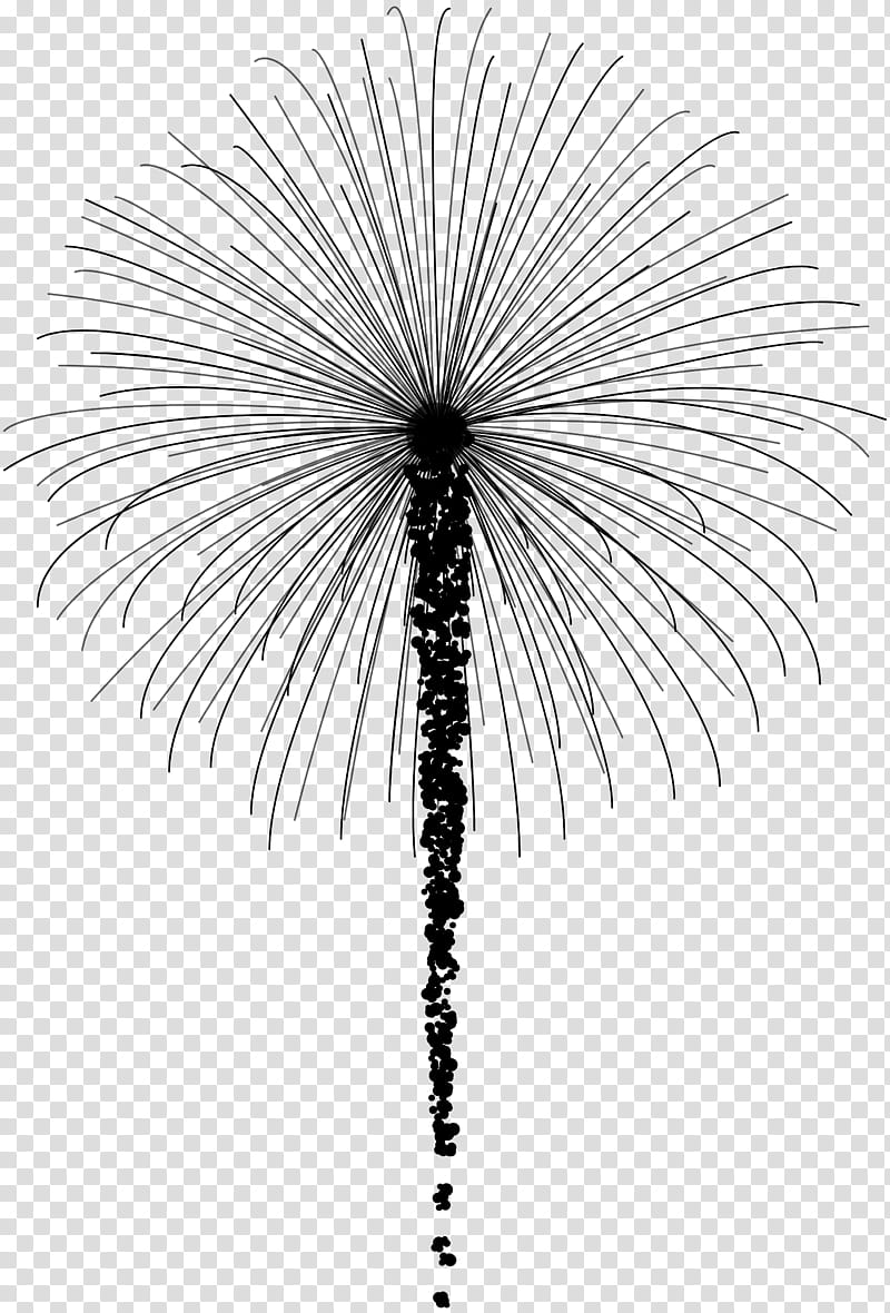 Date Tree Leaf, Asian Palmyra Palm, Date Palm, Line, Symmetry, Palm Trees, Sky, Borassus transparent background PNG clipart
