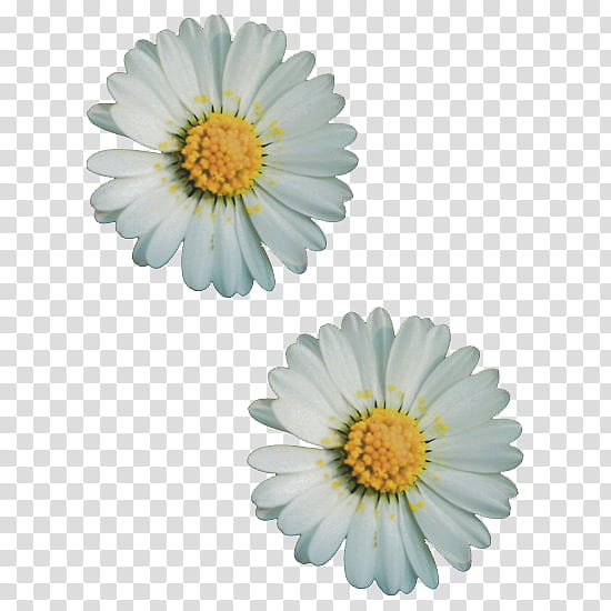 s, two white daisies transparent background PNG clipart