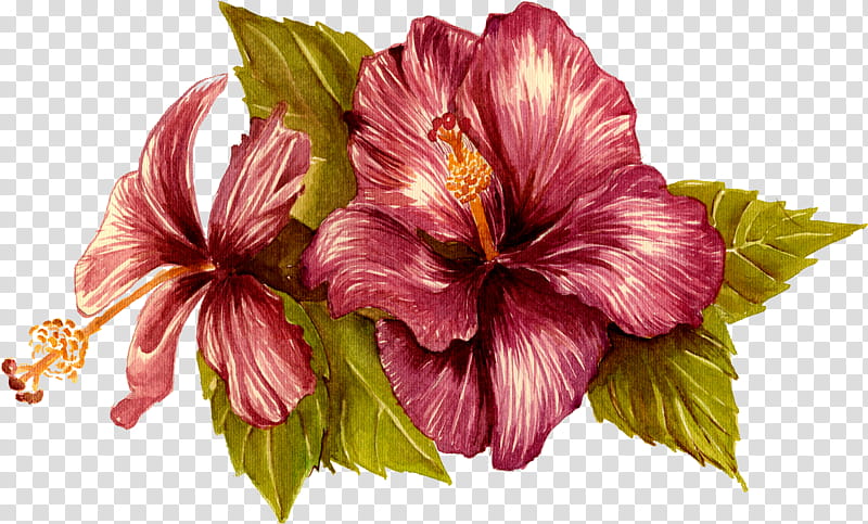 hibiscus flower hawaiian hibiscus plant petal, Chinese Hibiscus, Pink, Leaf, Mallow Family, Herbaceous Plant, Ingredient, Perennial Plant transparent background PNG clipart